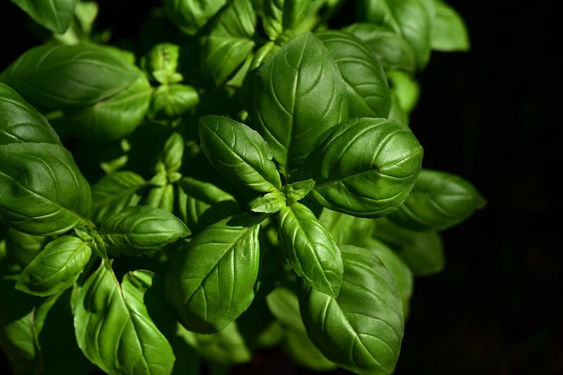 Herb gardens