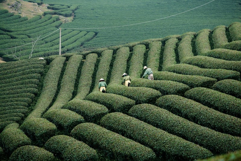 Agroforestry