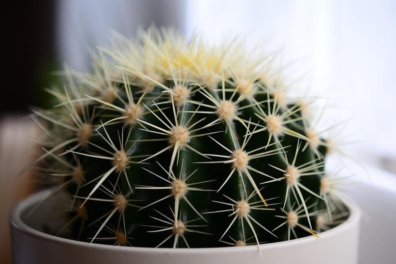 Container Gardening