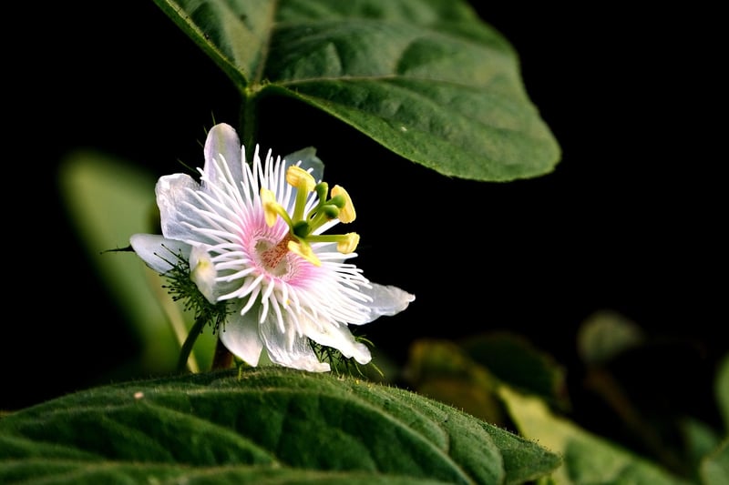 Clematis vine flower