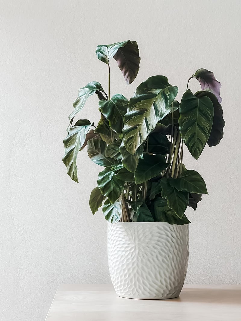Spider plant
